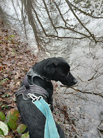 foto van pacco de hond